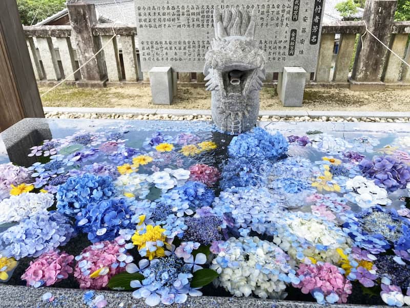 粟井神社画像1～紫陽花と手水舎～