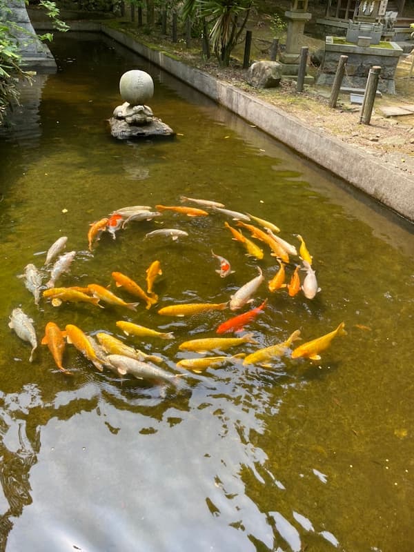 石鎚神社鯉ダンス写真2